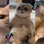 tiktok’a-yeni-suclama:-kedi-videolari-cok-fazla-enerji-tuketiyor