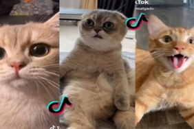 tiktok’a-yeni-suclama:-kedi-videolari-cok-fazla-enerji-tuketiyor