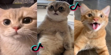 tiktok’a-yeni-suclama:-kedi-videolari-cok-fazla-enerji-tuketiyor