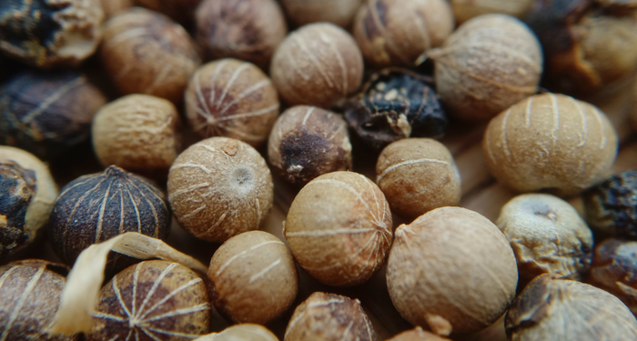 Hazinenin değeri bilinmiyor! Kanserden koruyor, doğal afrodizyak etkisi yaratıyor