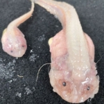 okyanusun-en-derin-noktasinda-yasayabilen-bir-balik-kesfedildi