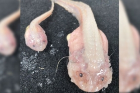 okyanusun-en-derin-noktasinda-yasayabilen-bir-balik-kesfedildi