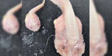 okyanusun-en-derin-noktasinda-yasayabilen-bir-balik-kesfedildi