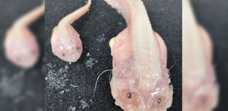 Okyanusun en derin noktasında yaşayabilen bir balık keşfedildi