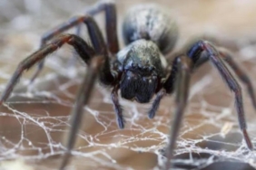 ruyada-orumcek-gormek-ne-anlama-gelir?-ruyada-evde-buyuk-orumcek-gormek-nasil-yorumlanir?