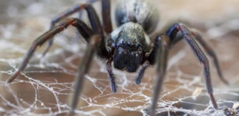 Rüyada Örümcek Görmek Ne Anlama Gelir? Rüyada Evde Büyük Örümcek Görmek Nasıl Yorumlanır?