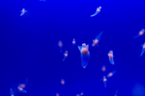 okyanustaki-besin-zinciri-tehlikede:-deniz-kelebekleri-oluyor