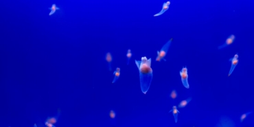 okyanustaki-besin-zinciri-tehlikede:-deniz-kelebekleri-oluyor