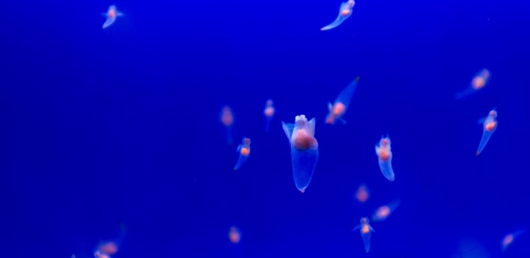 Okyanustaki besin zinciri tehlikede: Deniz kelebekleri ölüyor