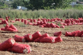 sogan-fiyati-tarlada-4-liraya-geriledi