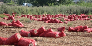 sogan-fiyati-tarlada-4-liraya-geriledi