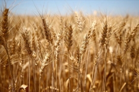tahil-koridoru-anlasmasiyla-bugday-fiyatlarinda-dusus