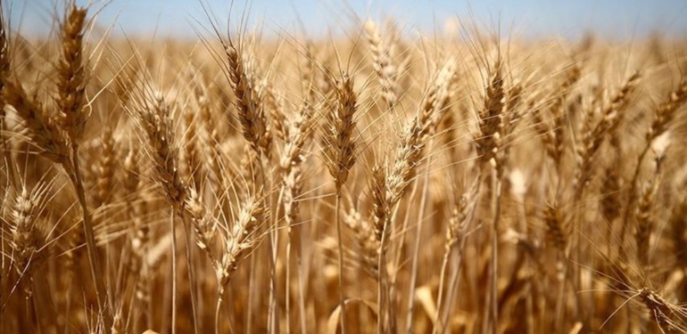 Tahıl koridoru anlaşmasıyla buğday fiyatlarında düşüş