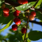 mersin’de-kiraz-hasadi-basladi