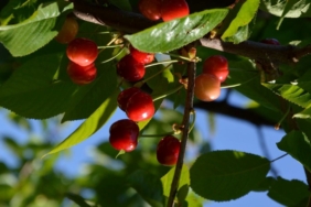 mersin’de-kiraz-hasadi-basladi