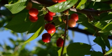 mersin’de-kiraz-hasadi-basladi