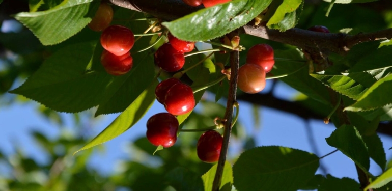 Mersin’de kiraz hasadı başladı