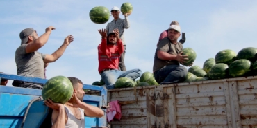 adana’da-turfanda-karpuz-hasadi-basladi