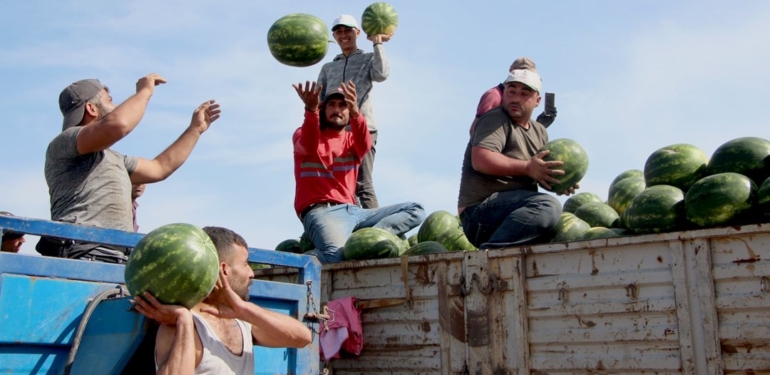 Adana’da turfanda karpuz hasadı başladı