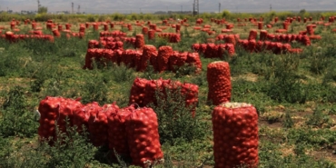 hatay’da-tarladan-son-soganlar-sokuluyor