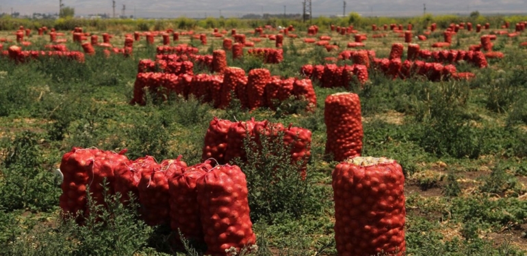Hatay’da tarladan son soğanlar sökülüyor