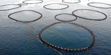 turkiye,-alabalik-uretiminde-dunya-2’ncisi