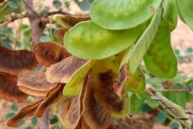 yag-yakimina-destek:-metabolizmayi-hizlandirir,-tokluk-hissi-verir!-bu-otun-faydalari-saymakla-bitmiyor