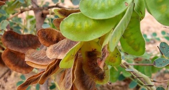 yag-yakimina-destek:-metabolizmayi-hizlandirir,-tokluk-hissi-verir!-bu-otun-faydalari-saymakla-bitmiyor