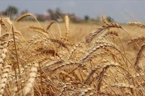 artan-yagislar-bugdayda-rekolte-beklentisini-yukseltti