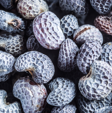 baliktan-daha-fazla-omega-3-iceriyor!-vucudu-vitamin-bombasina-ceviriyor