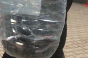 cadirlar-arasinda-gorulen-yilan-panige-neden-oldu