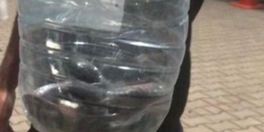 cadirlar-arasinda-gorulen-yilan-panige-neden-oldu