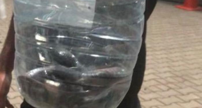 Çadırlar arasında görülen yılan paniğe neden oldu