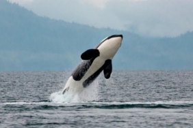 teknelere-yonelik-katil-balina-saldirilarindaki-artis-arastiriliyor:-sebebi-“intikam”-olabilir…