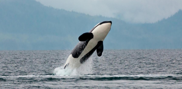 Teknelere yönelik katil balina saldırılarındaki artış araştırılıyor: Sebebi “intikam” olabilir…