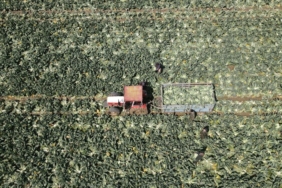 tahillar,-sebze-ve-meyve-uretiminde-artis-bekleniyor