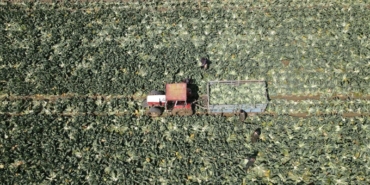 tahillar,-sebze-ve-meyve-uretiminde-artis-bekleniyor