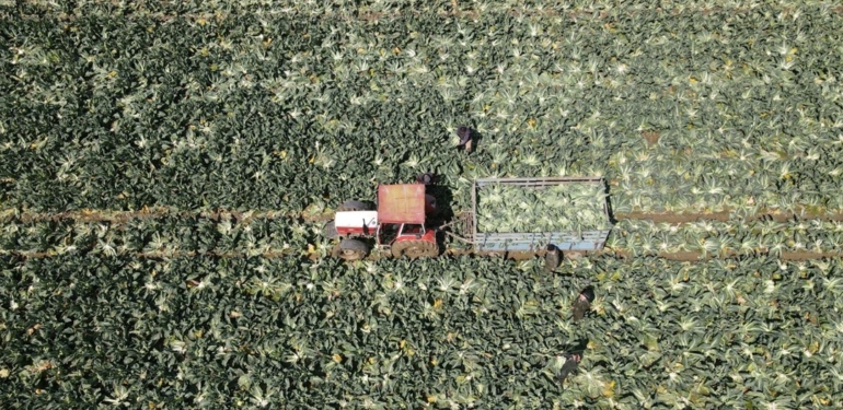 Tahıllar, sebze ve meyve üretiminde artış bekleniyor