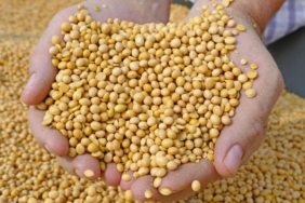 en-guclu-d-vitamini-kaynagi!-diyabete-ve-tehlikeli-hastaliklara-karsi-savas-aciyor