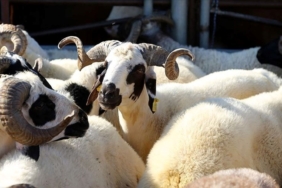 turk-kizilay-2023-kurban-vekalet-bedellerini-belirledi-(diyanet-ve-kizilay-kurban-kesim-bedeli-ne-kadar-oldu?)