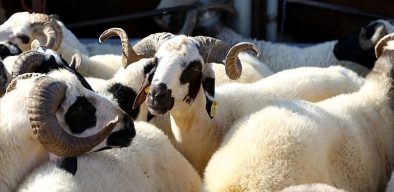 Türk Kızılay 2023 kurban vekalet bedellerini belirledi (Diyanet ve Kızılay kurban kesim bedeli ne kadar oldu?)