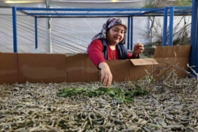 ipekbocekciligi-uretiminde-yuzler-guluyor