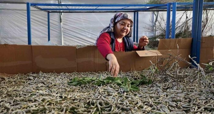 İpekböcekçiliği üretiminde yüzler gülüyor