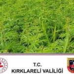 kirklareli’de-1-milyon-137-bin-kok-hint-keneviri-ele-gecirildi