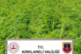 kirklareli’de-1-milyon-137-bin-kok-hint-keneviri-ele-gecirildi