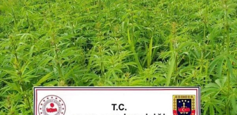 Kırklareli’de 1 milyon 137 bin kök Hint keneviri ele geçirildi