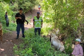 kaybolan-keciler,-jandarma-ekiplerince-bulunup-sahibine-teslim-edildi