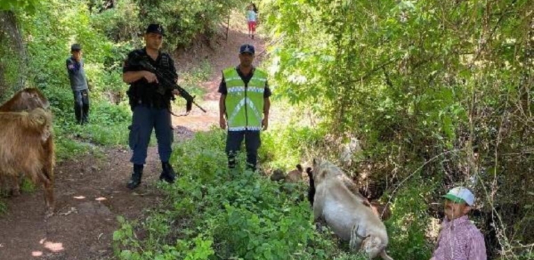 Kaybolan keçiler, jandarma ekiplerince bulunup sahibine teslim edildi