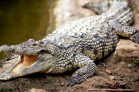 disi-timsahlar-tek-baslarina-ureyebiliyor