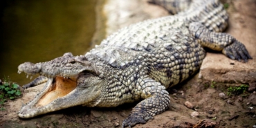 disi-timsahlar-tek-baslarina-ureyebiliyor